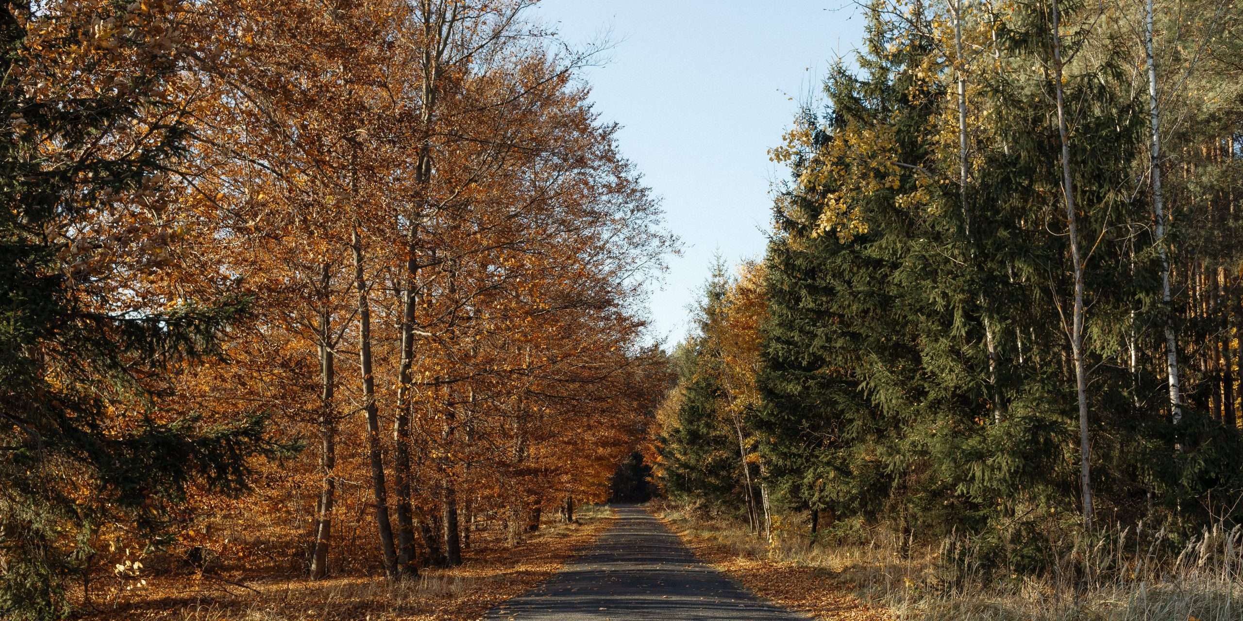 kaboompics autumn forest wallpaper fall leaves and scenic nature backgrounds 36742 scaled e1758565504584