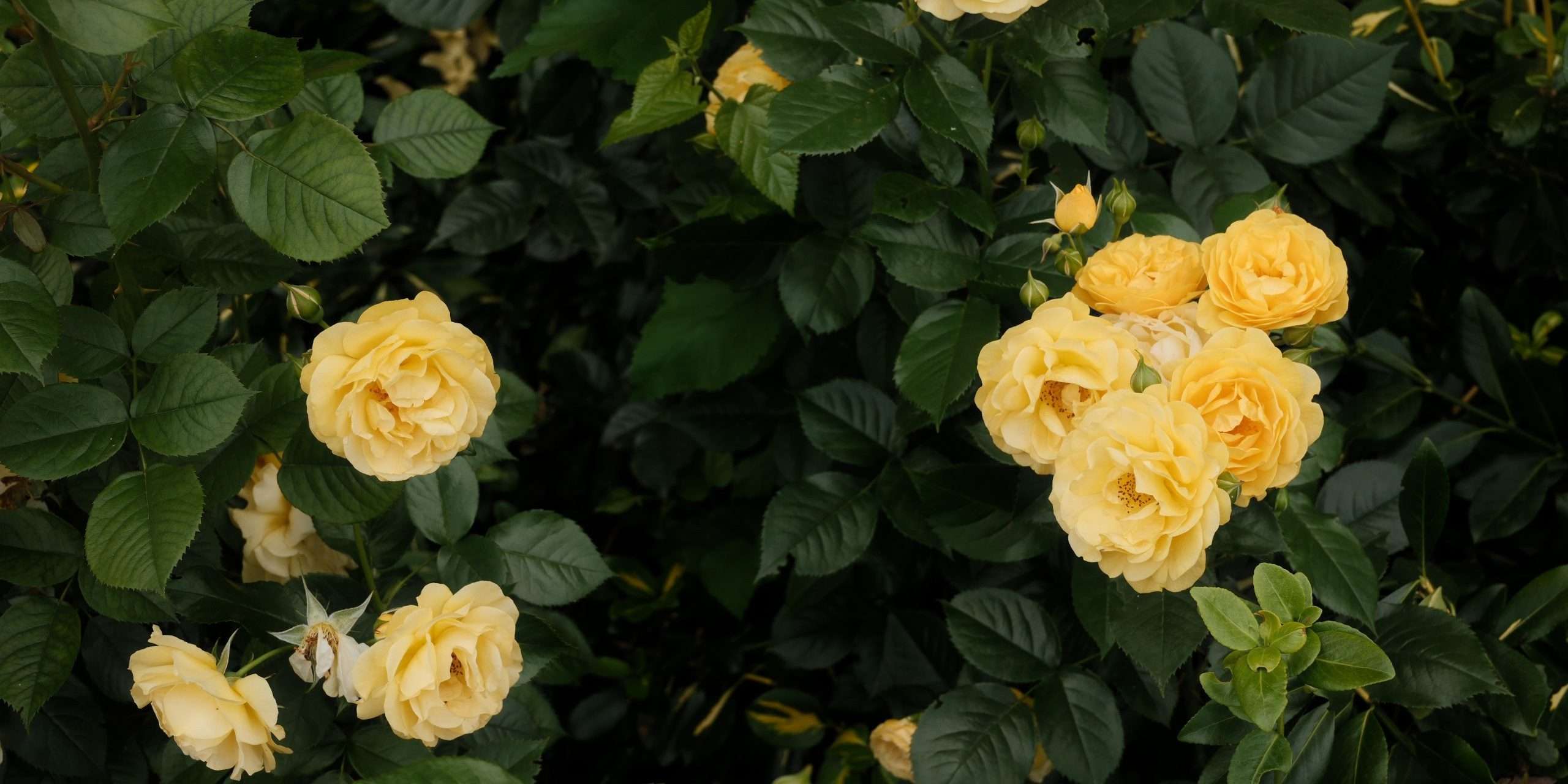 kaboompics summer flowers and wild plants in bloom 39988 scaled e1758565453424