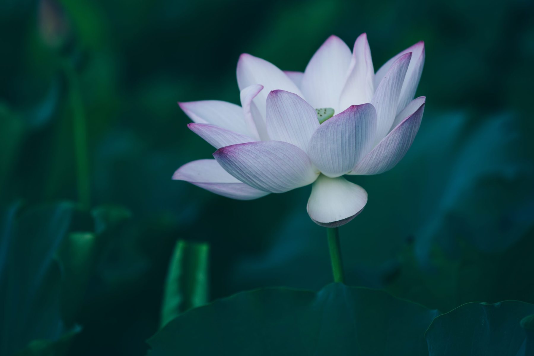 Flor de loto rosada con hojas verdes en un estanque, símbolo del Nakshatra Anurādhā en la astrología védica