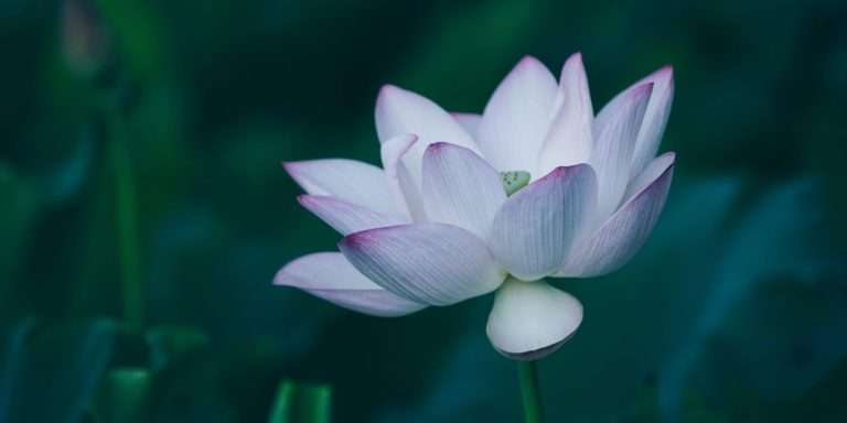Anurādhā Nakṣatra: el loto de la amistad y la fidelidad del corazón