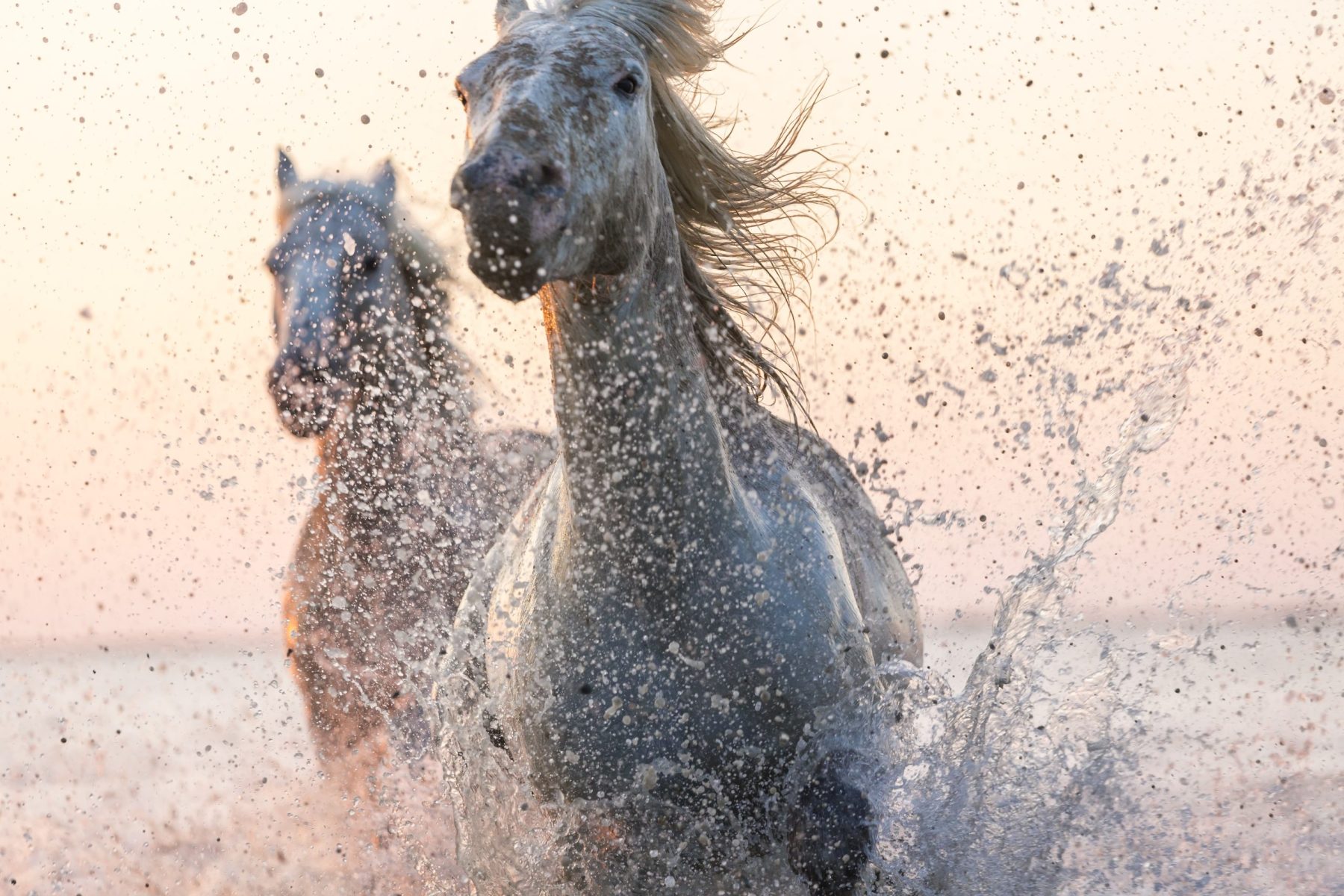 Dos caballos blancos corriendo en el océano, símbolo del Nakshatra Aśvinī en la astrología védica