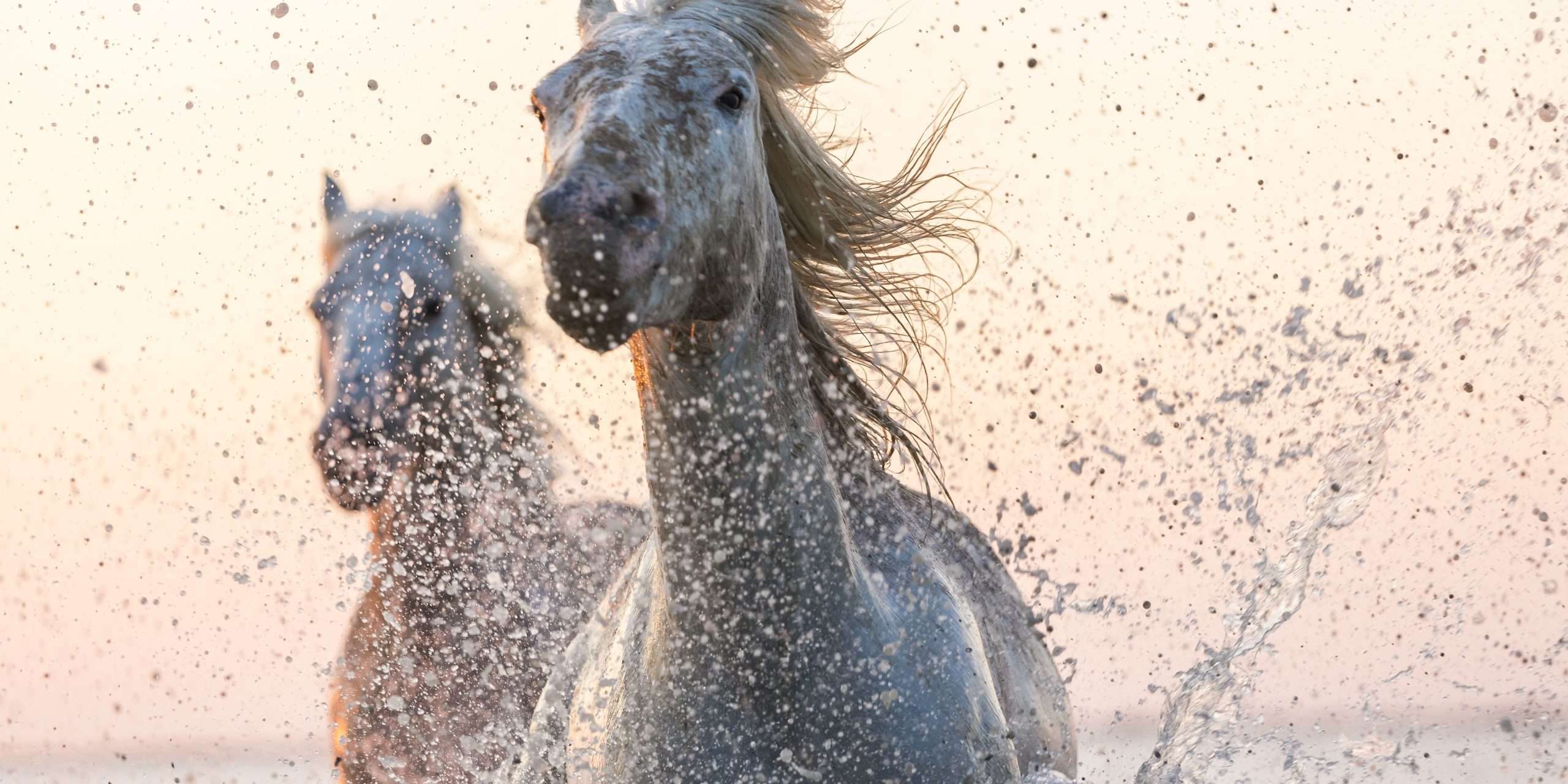 Dos caballos blancos corriendo en el océano, símbolo del Nakshatra Aśvinī en la astrología védica
