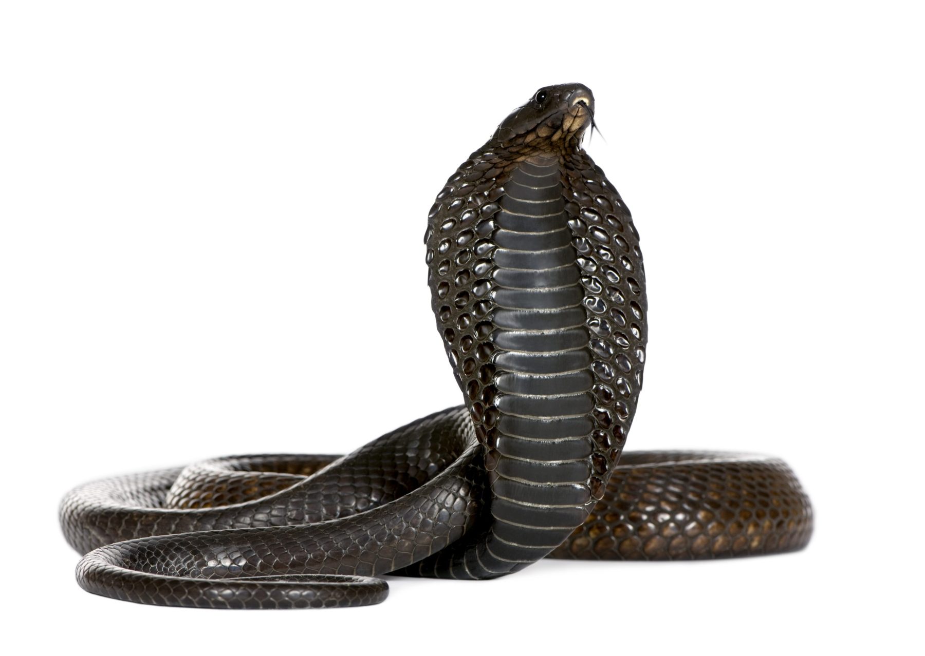 Cobra egipcia (Naja haje) en estudio sobre fondo blanco, símbolo del Nakshatra Āśleṣā en la astrología védica