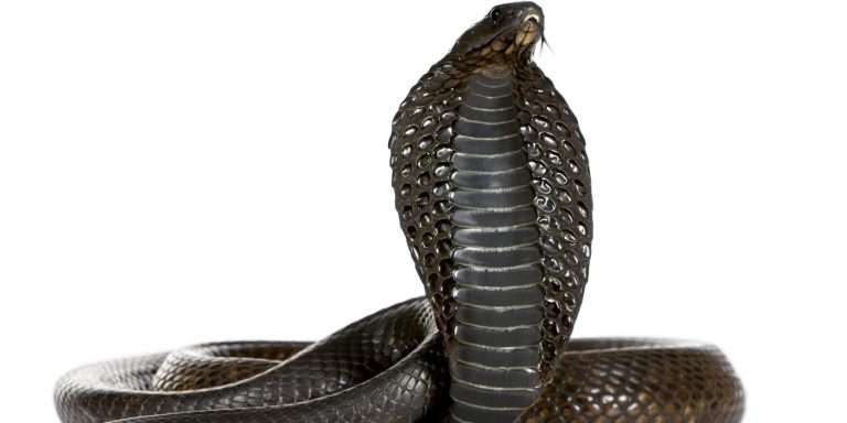 Āśleṣā Nakṣatra: la serpiente que abraza y el veneno que cura