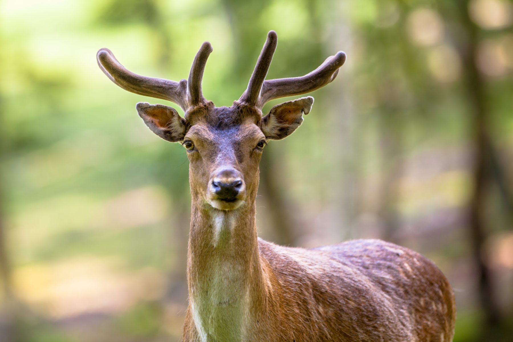 Torso de un ciervo gamo macho en el bosque, símbolo del Nakshatra Mṛgaśīrṣa en la astrología védica
