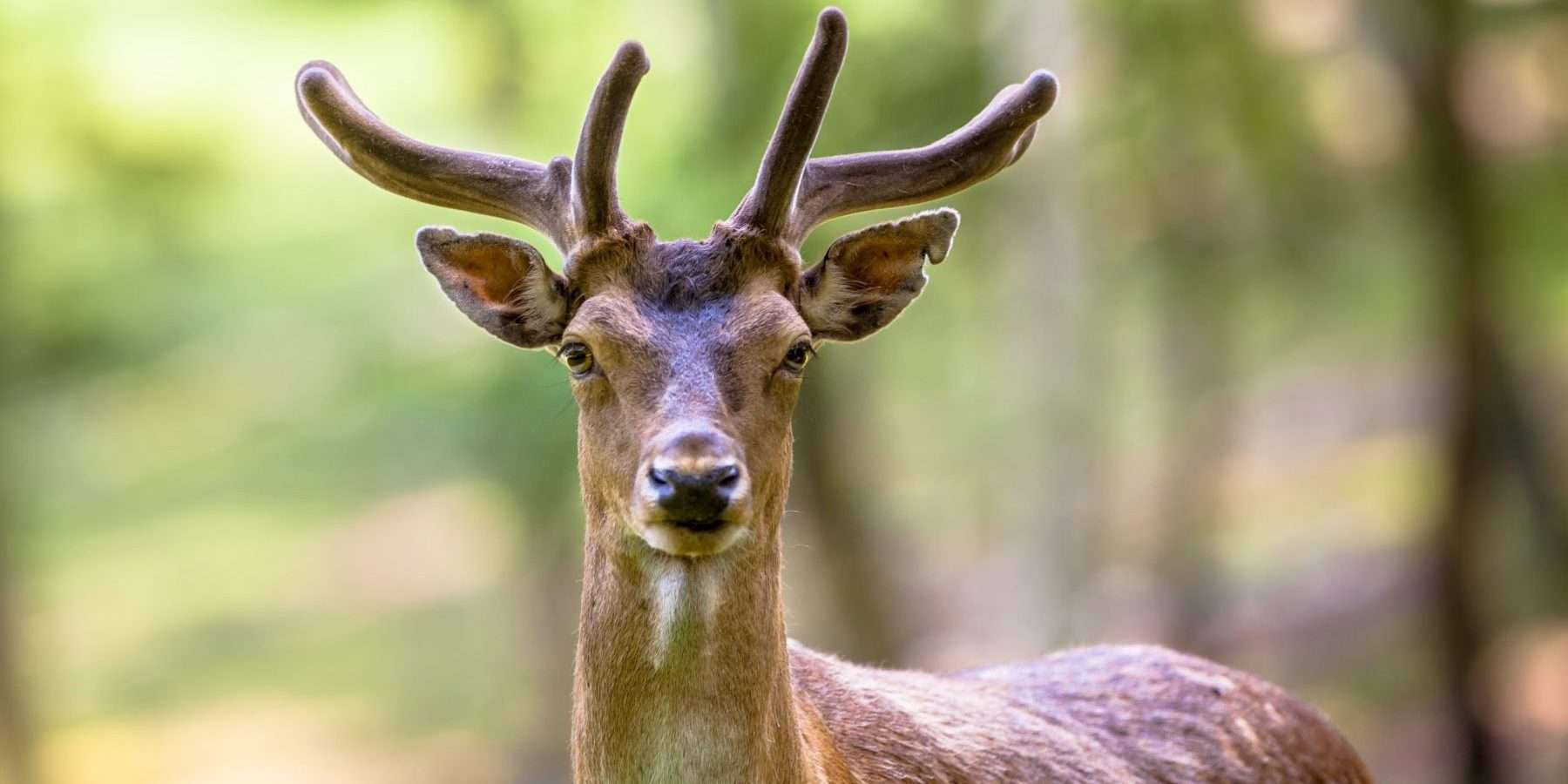 Torso de un ciervo gamo macho en el bosque, símbolo del Nakshatra Mṛgaśīrṣa en la astrología védica
