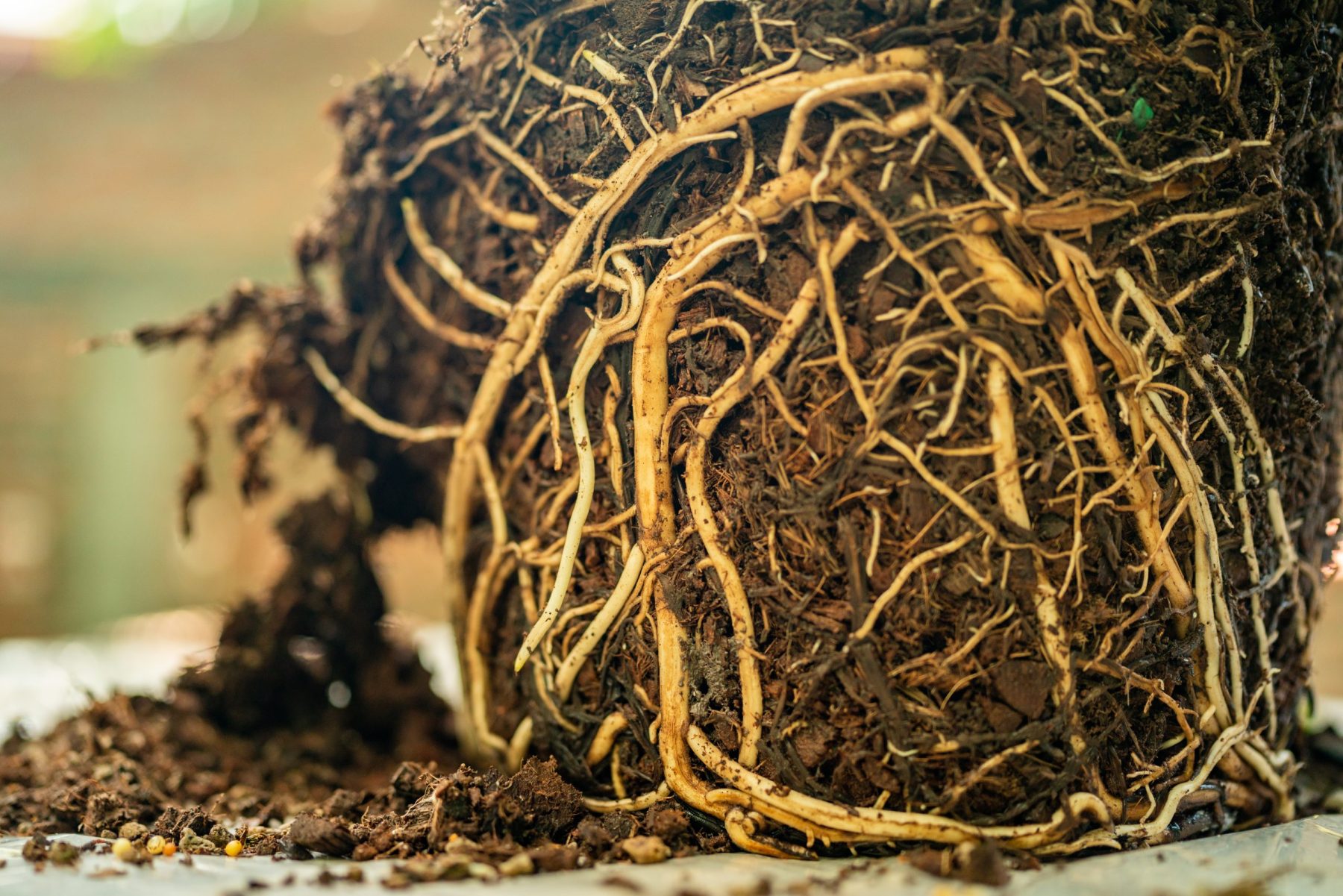 Raíces enredadas de un árbol arrancado vistas bajo tierra, símbolo del Nakshatra Mūlā en la astrología védica