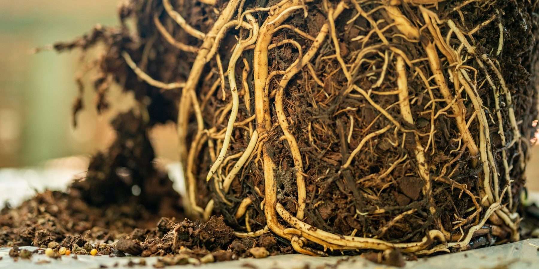 Raíces enredadas de un árbol arrancado vistas bajo tierra, símbolo del Nakshatra Mūlā en la astrología védica