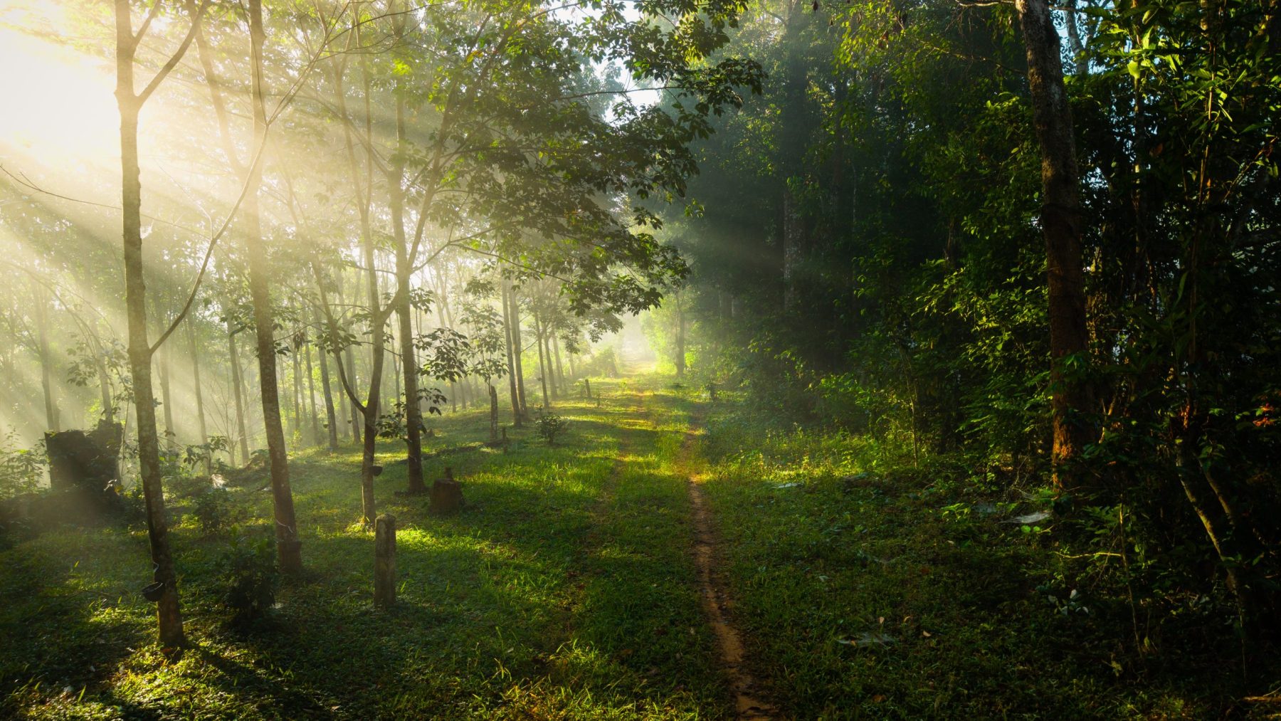 Camino rural iluminado por un haz de luz matinal, símbolo del Nakshatra Revatī en la astrología védica