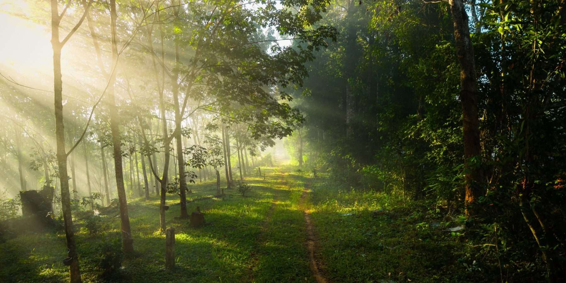 Camino rural iluminado por un haz de luz matinal, símbolo del Nakshatra Revatī en la astrología védica