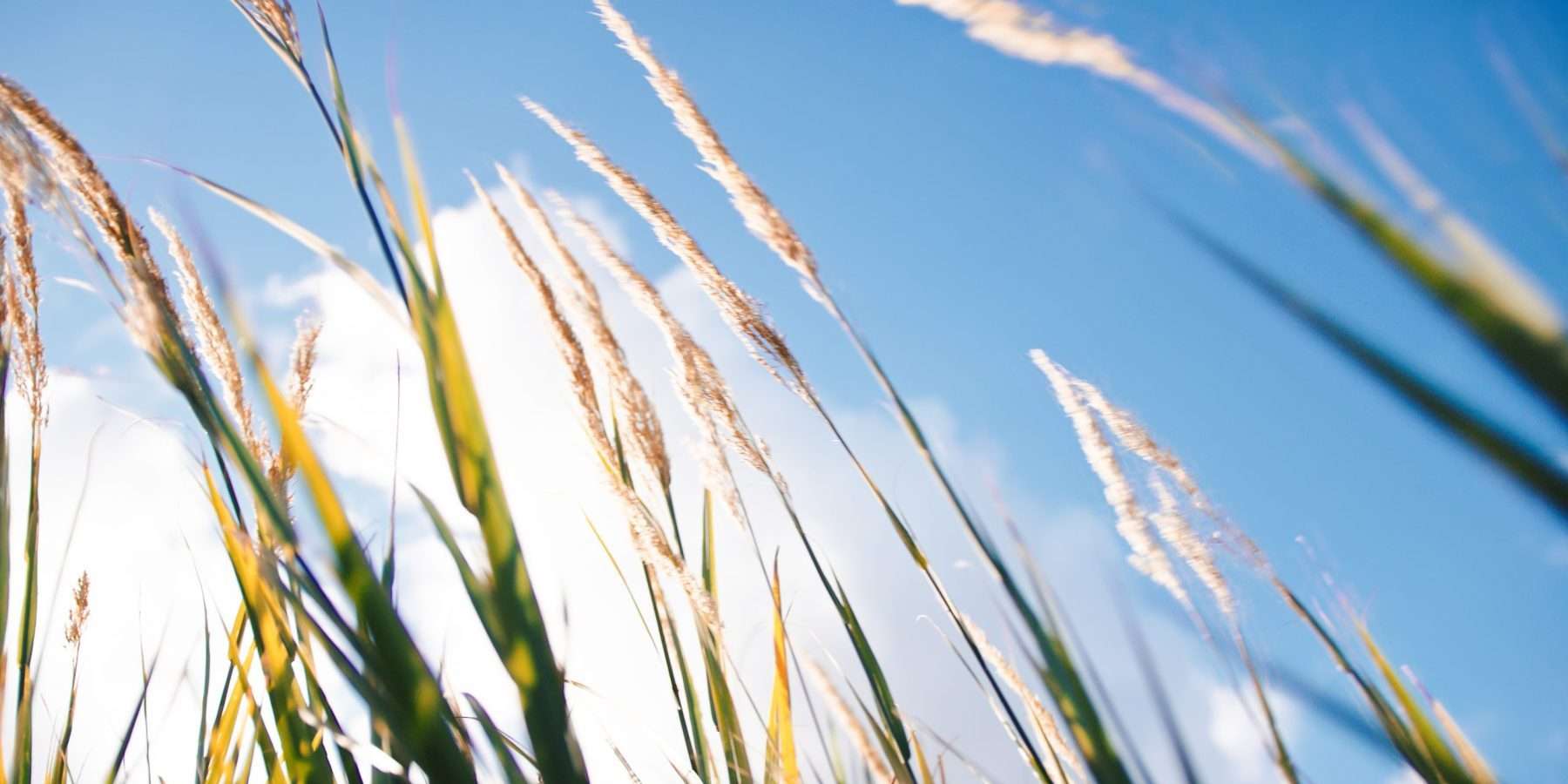 Planta movida por el viento en una colina del campo, símbolo del Nakshatra Svātī en la astrología védica