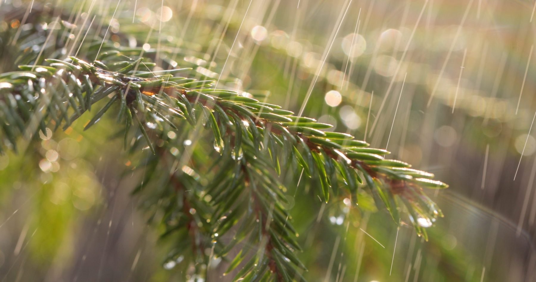 Lluvia en un día soleado cayendo sobre una rama de abeto, símbolo del Nakshatra Uttarabhādrapadā en la astrología védica