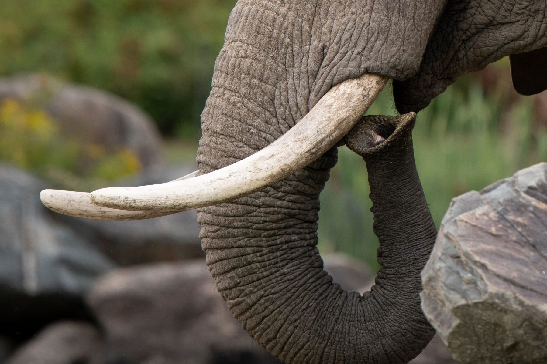 Primer plano de la trompa y colmillo de un elefante, símbolo del Nakshatra Uttara Aṣāḍhā en la astrología védica