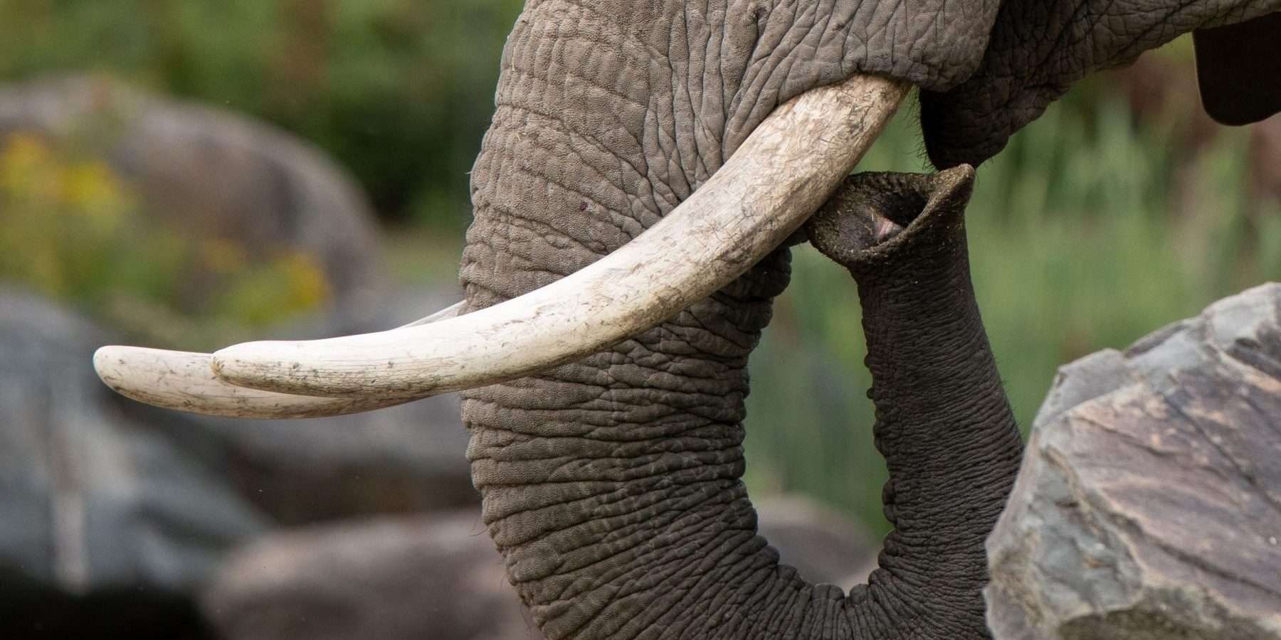 Primer plano de la trompa y colmillo de un elefante, símbolo del Nakshatra Uttara Aṣāḍhā en la astrología védica